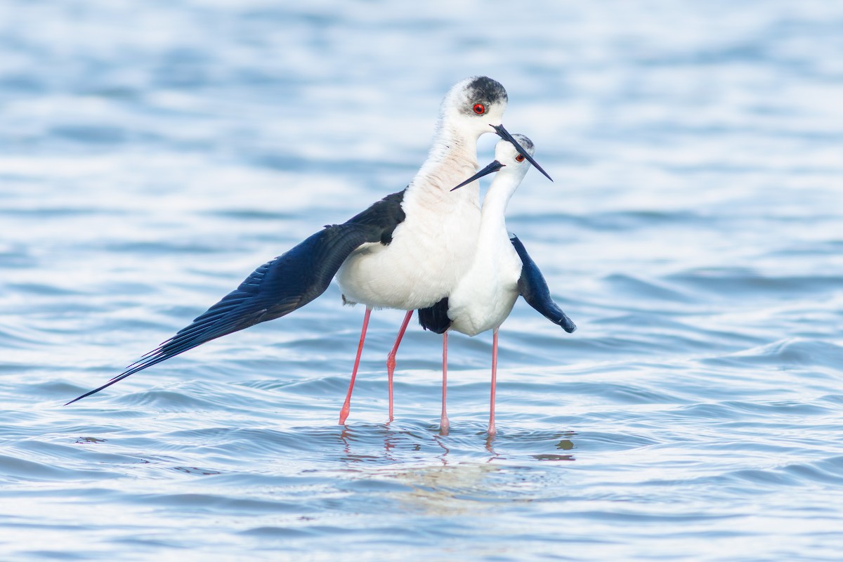 Black-winged Stilt - Olaf Solbrig