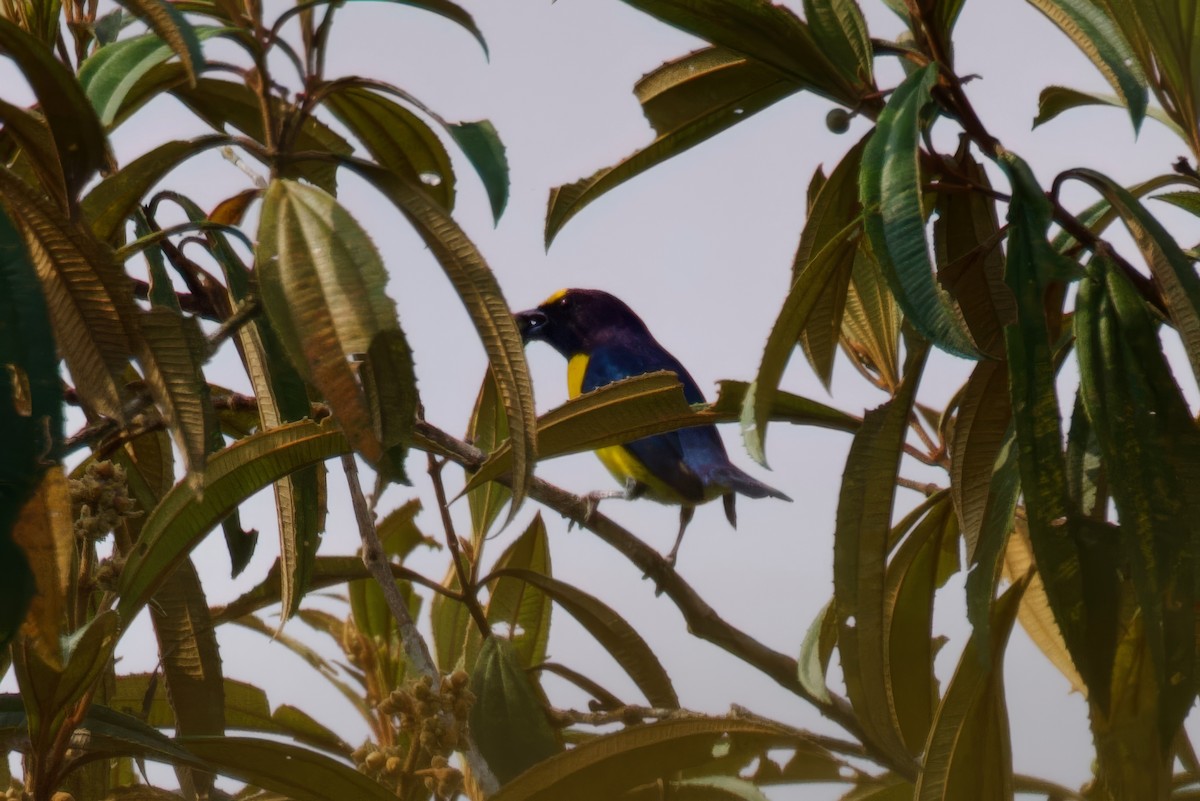 White-vented Euphonia - Steve Luke