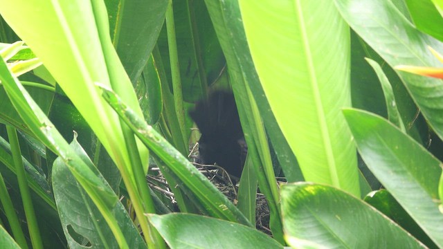 Groove-billed Ani - ML616782186