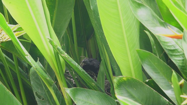 Groove-billed Ani - ML616782194