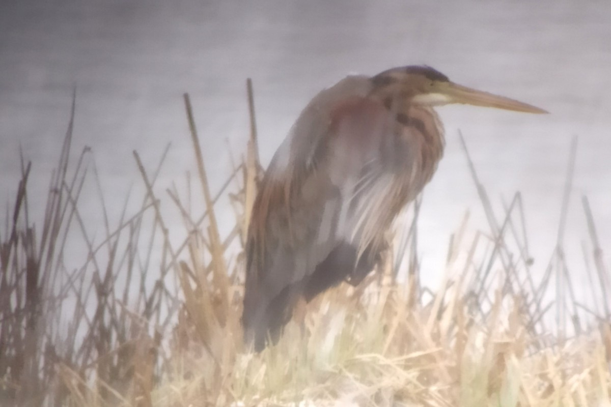 Purple Heron (Purple) - Alain Rouge