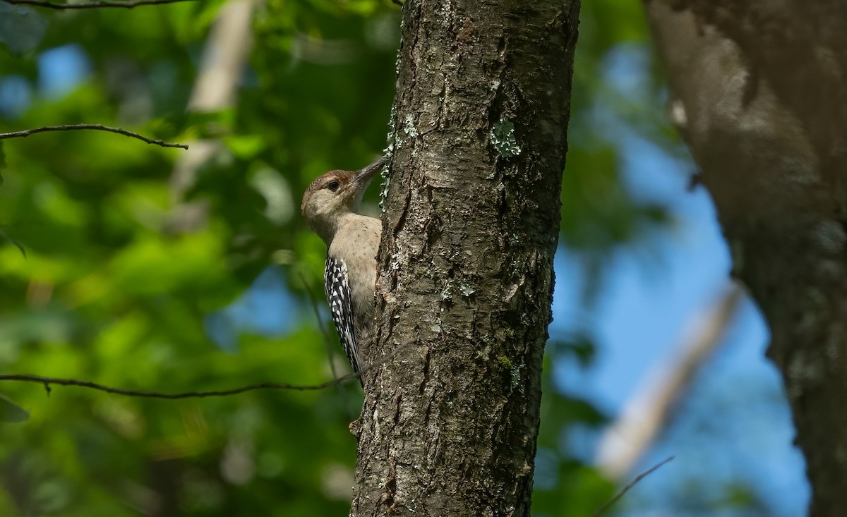 Red-bellied Woodpecker - Sandy Podulka