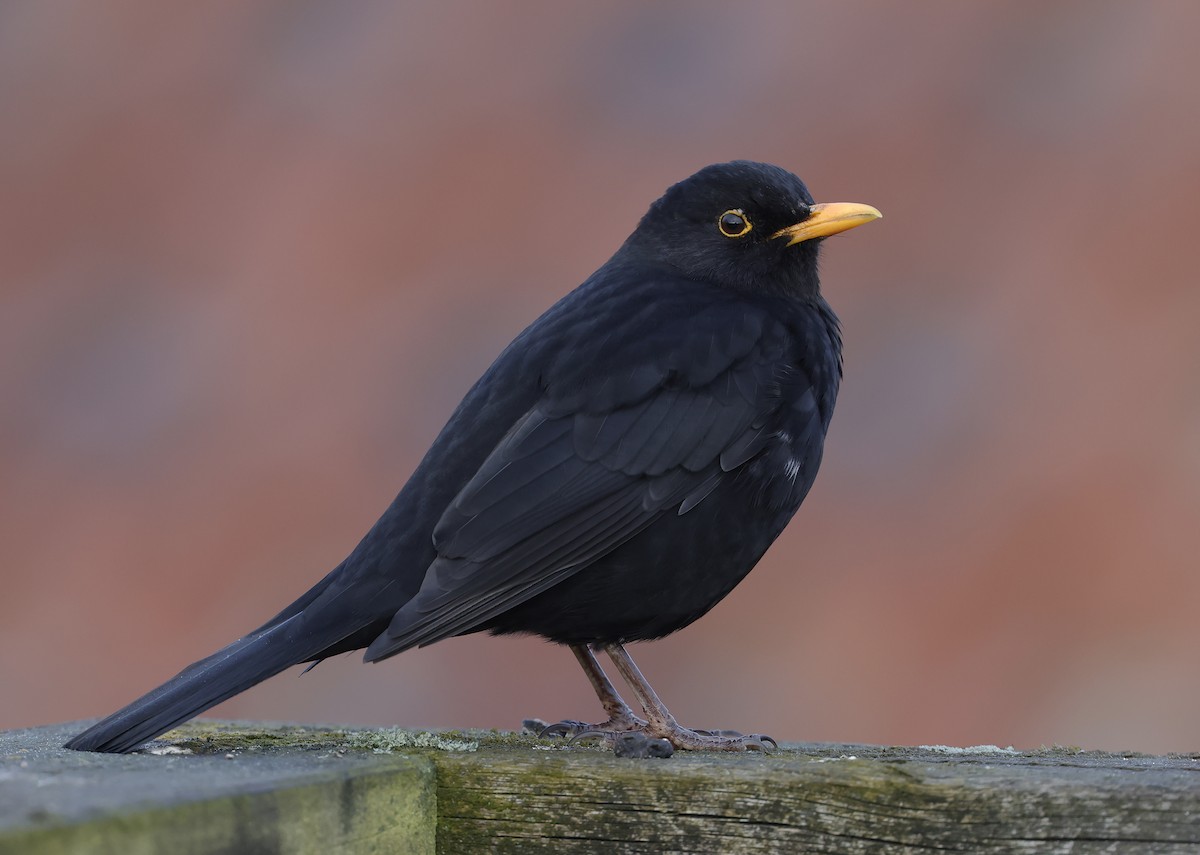 Eurasian Blackbird - ML616782257