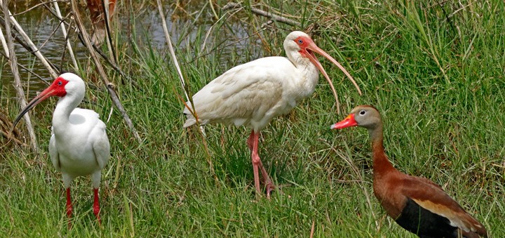 ibis bílý - ML616782272
