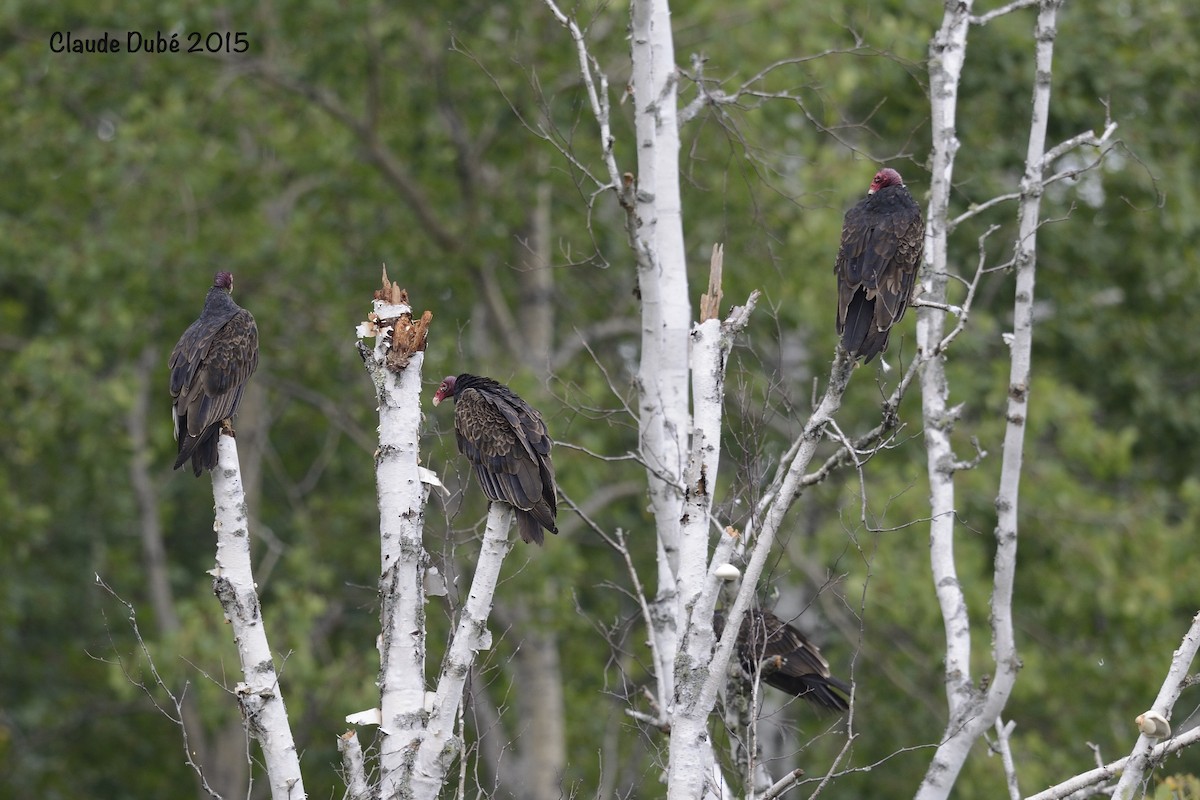 Turkey Vulture - ML616782289