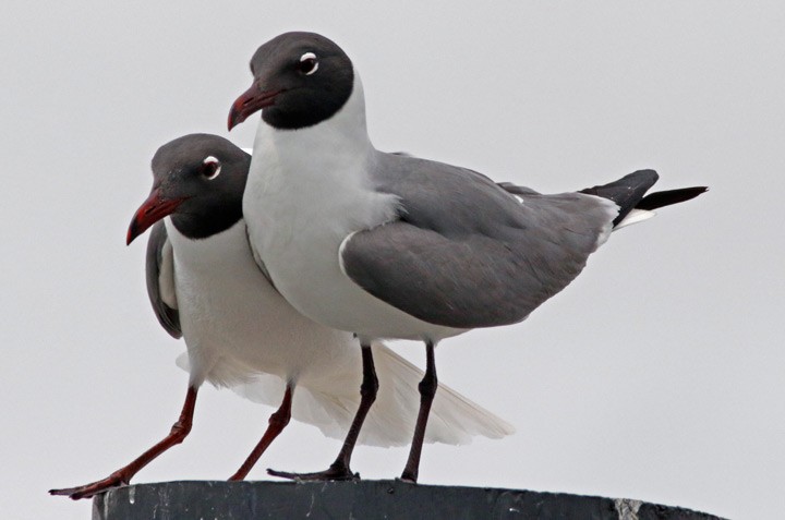 Mouette atricille - ML616782299