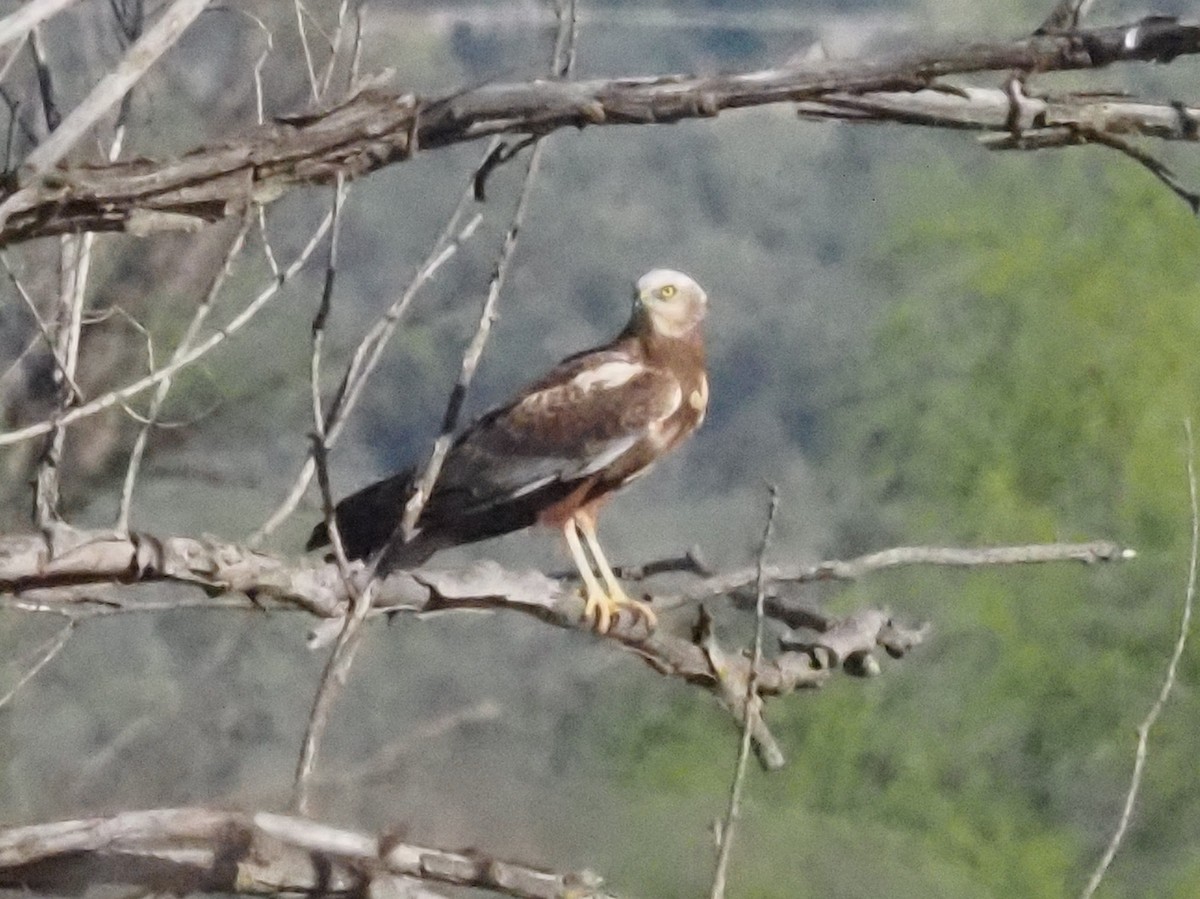 Western Marsh Harrier - Guillermo Parral Aguilar