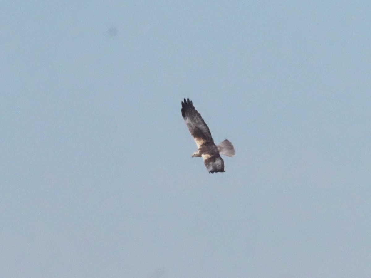 Western Marsh Harrier - Guillermo Parral Aguilar