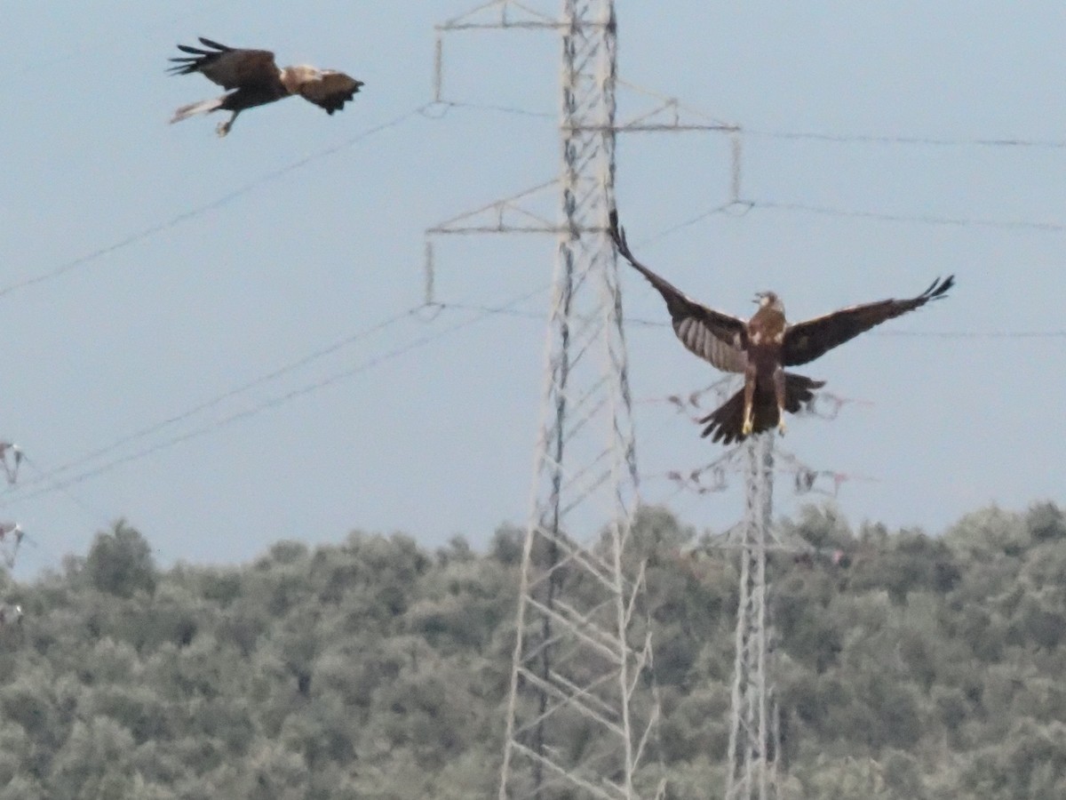 Western Marsh Harrier - Guillermo Parral Aguilar