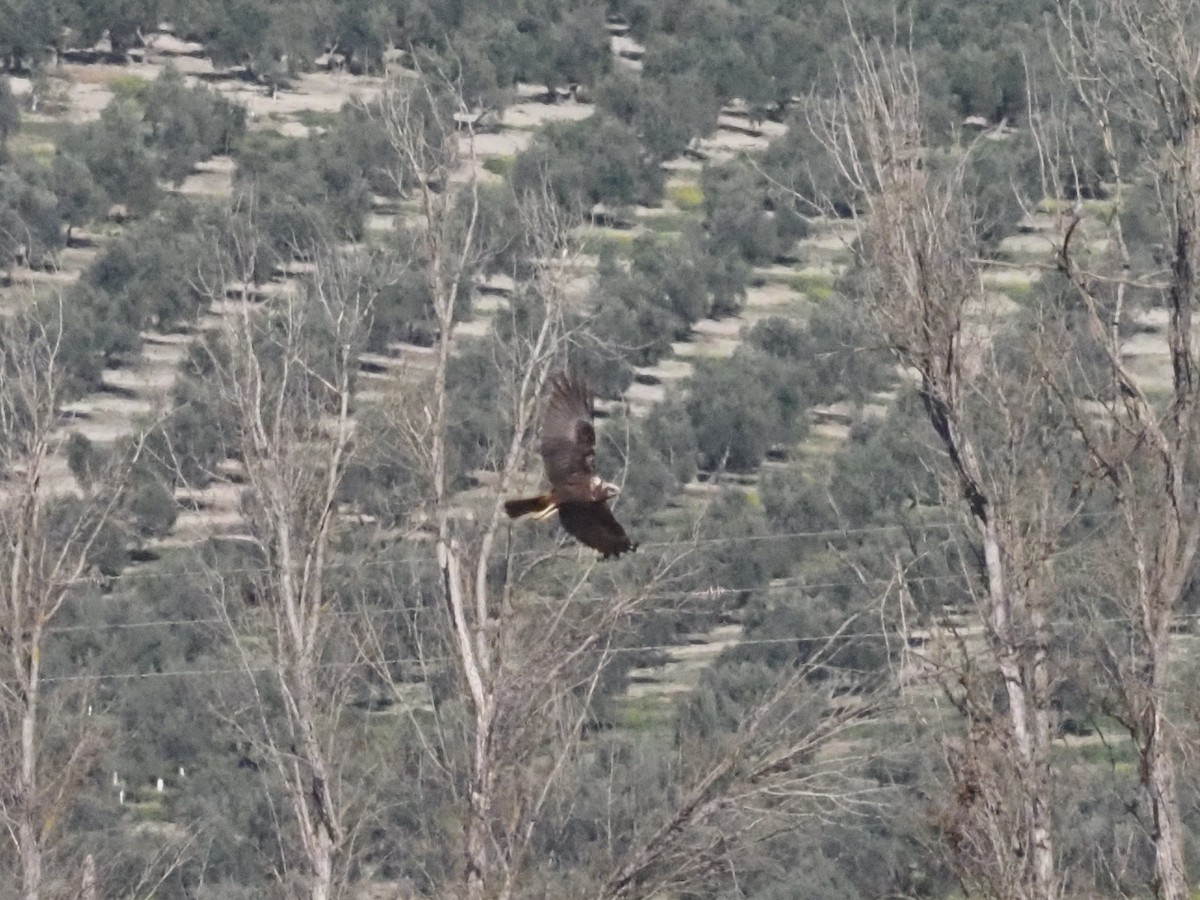 Western Marsh Harrier - Guillermo Parral Aguilar