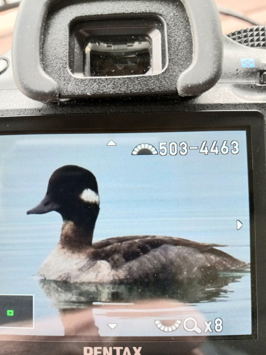 Bufflehead - ML616782333