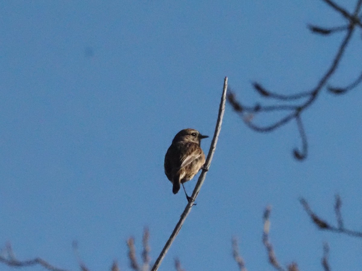 European Stonechat - Guillermo Parral Aguilar