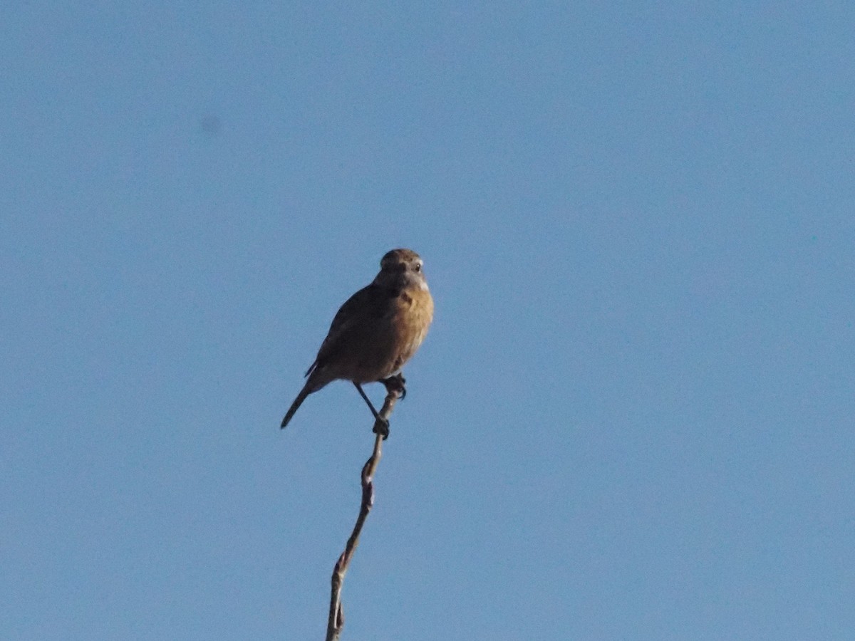 European Stonechat - Guillermo Parral Aguilar