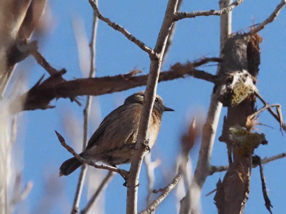 European Stonechat - Guillermo Parral Aguilar