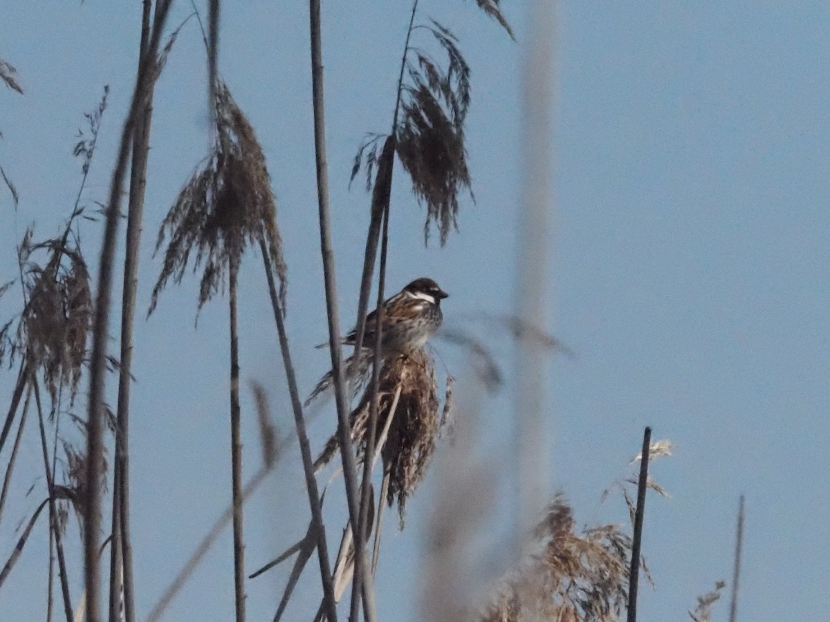 Spanish Sparrow - Guillermo Parral Aguilar