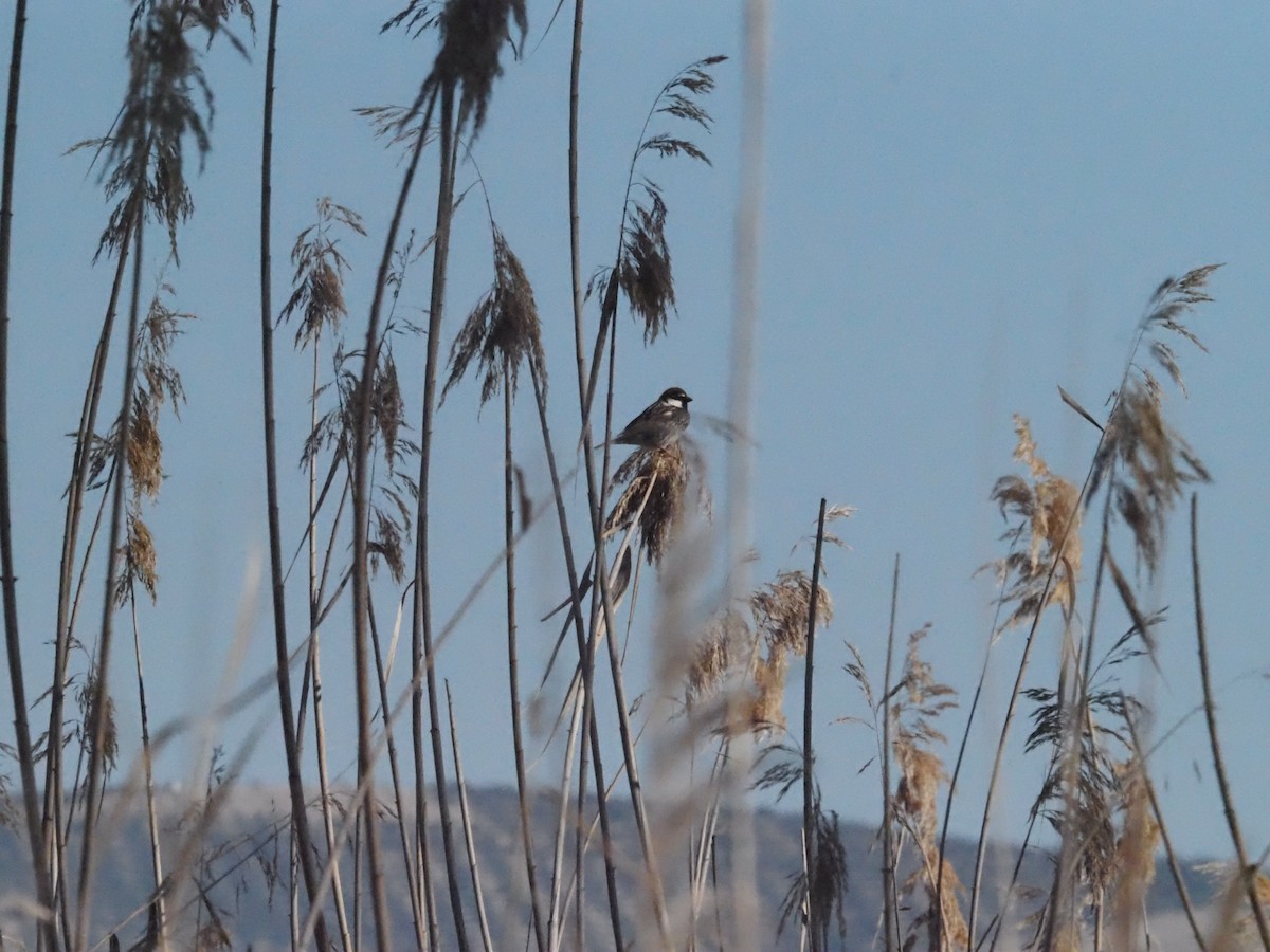 Spanish Sparrow - Guillermo Parral Aguilar