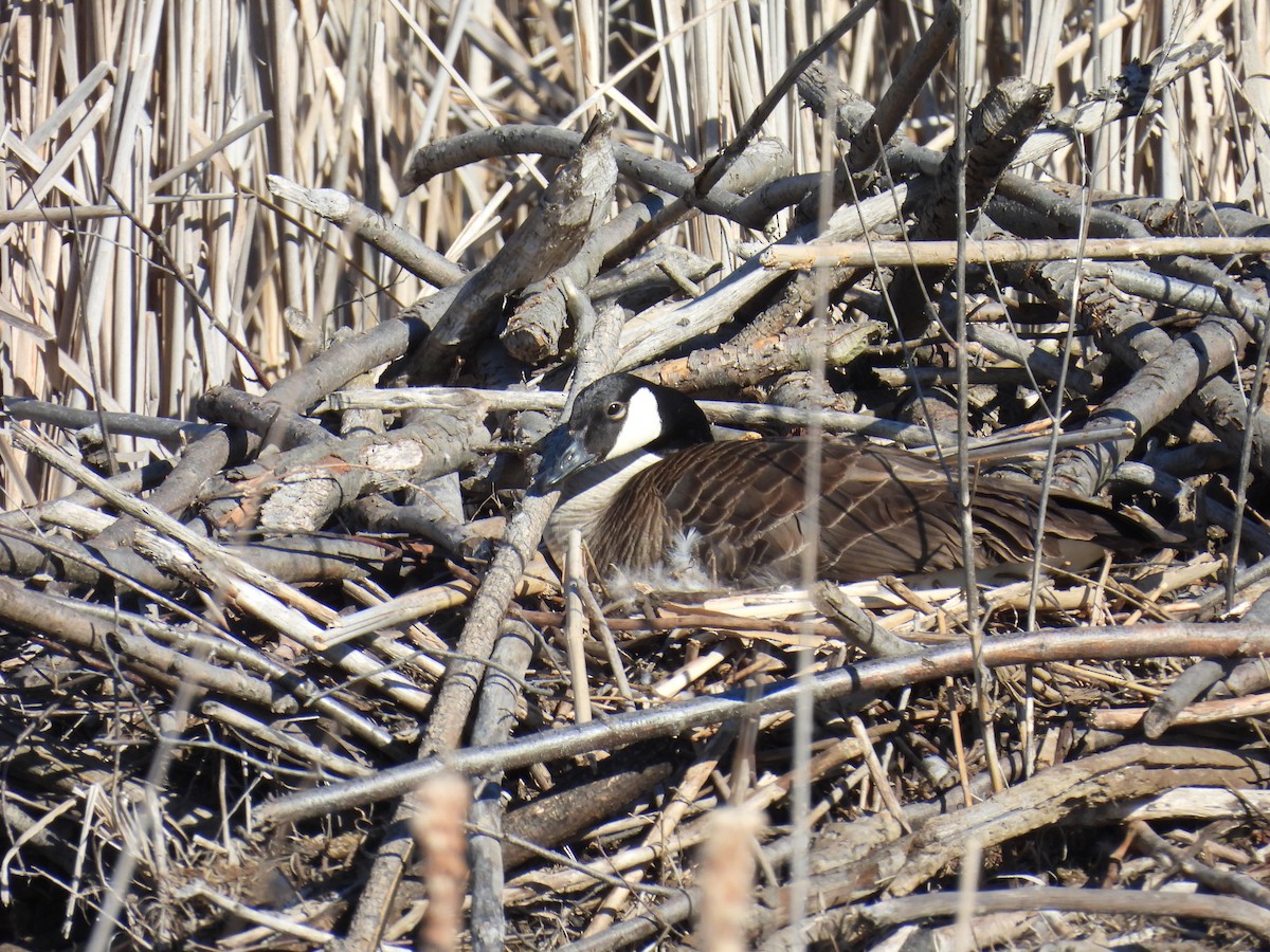 Canada Goose - Marilyn Hubley