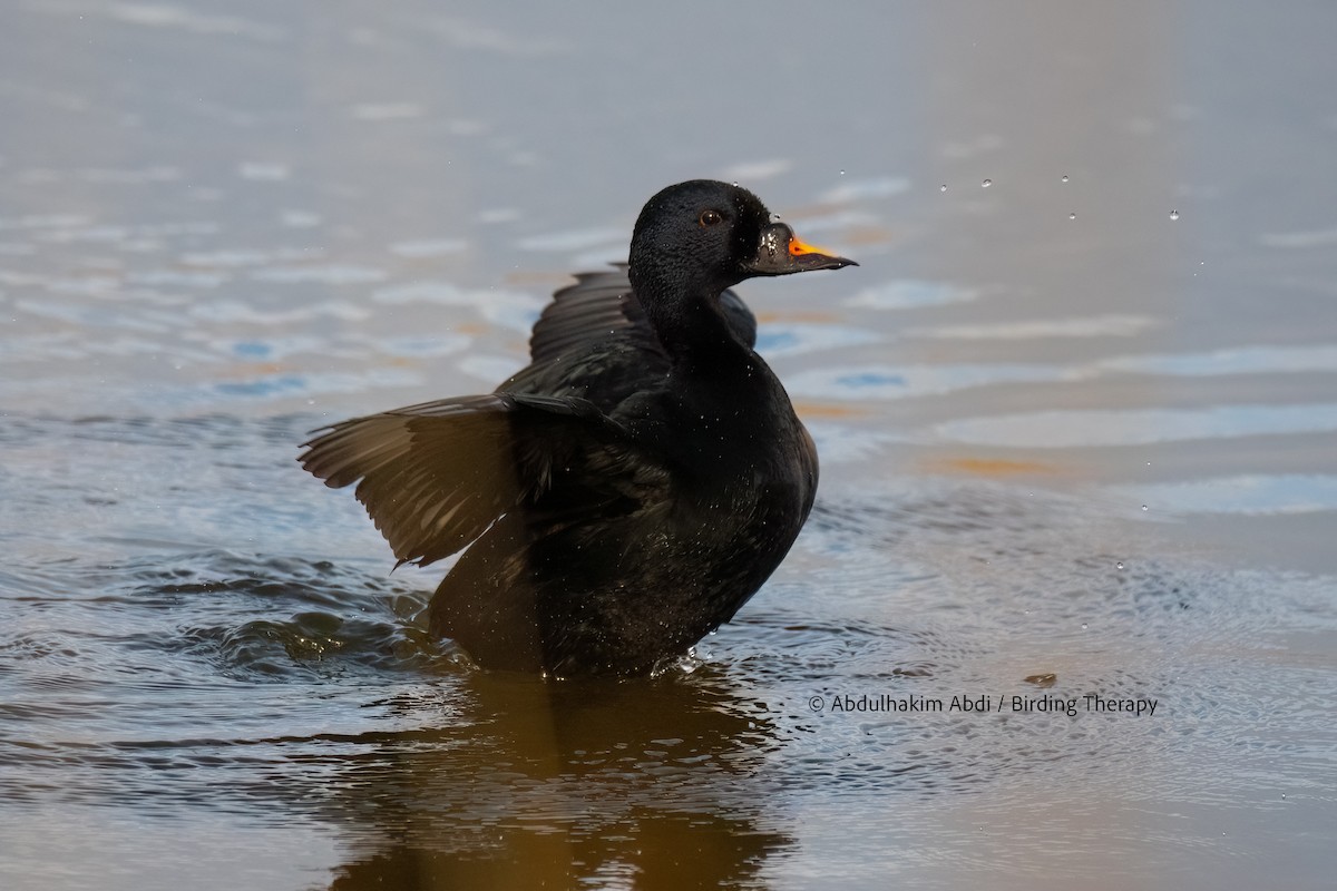 turpan černý - ML616782381