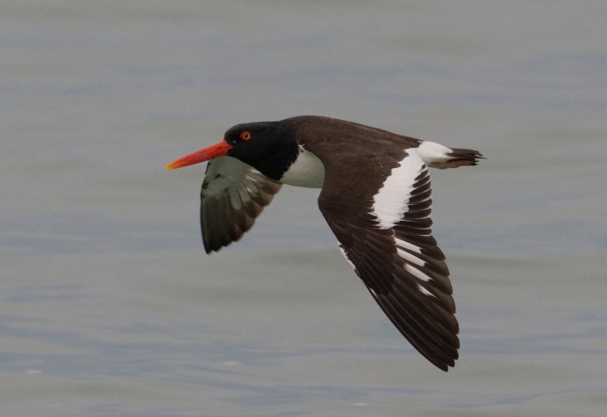 American Oystercatcher - Bill Thompson