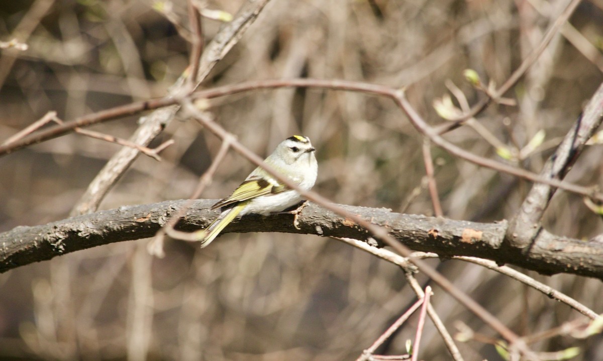 Golden-crowned Kinglet - ML616782427