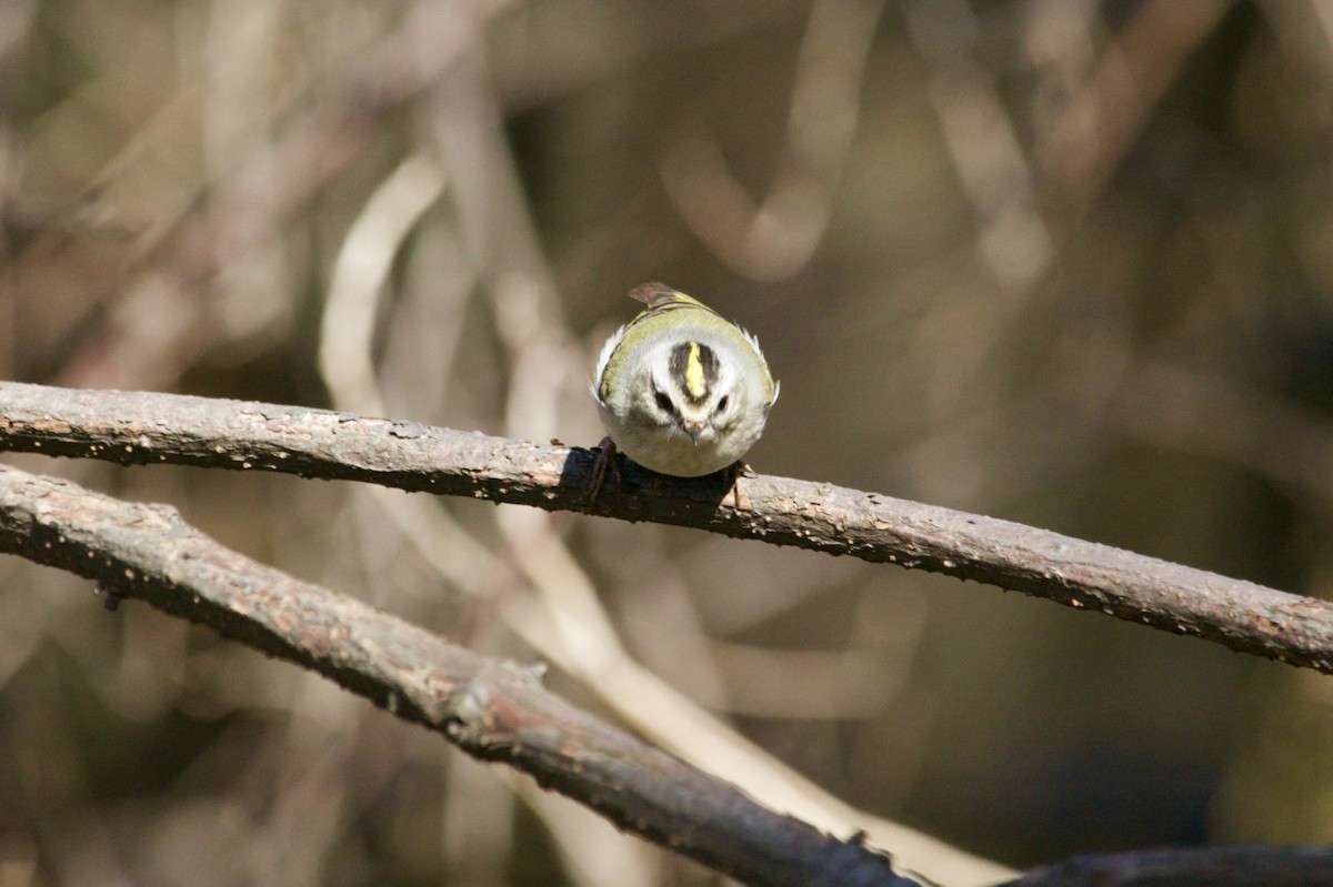 Golden-crowned Kinglet - ML616782428