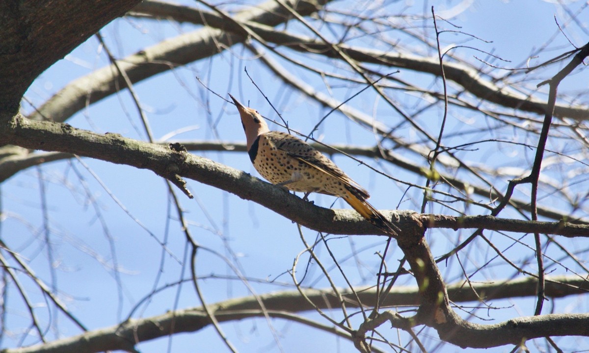 Northern Flicker (Yellow-shafted) - ML616782482