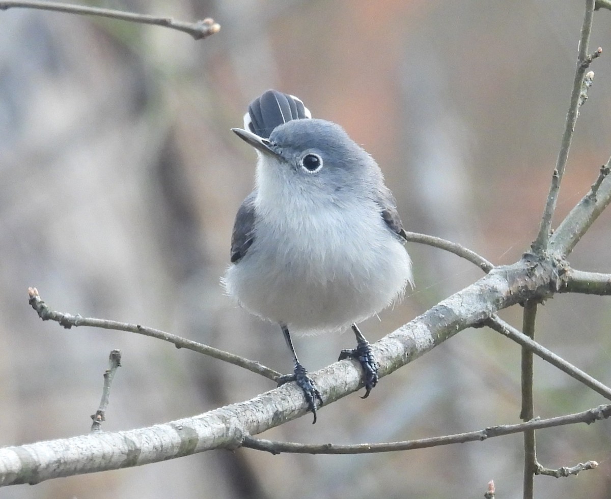 Blue-gray Gnatcatcher - Mike Manetz