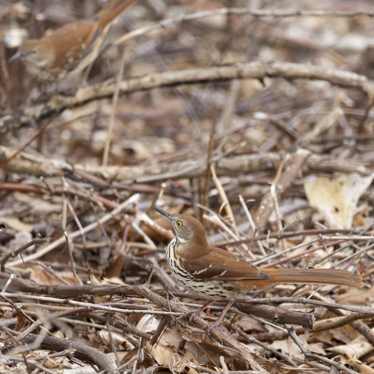 Brown Thrasher - ML616782511