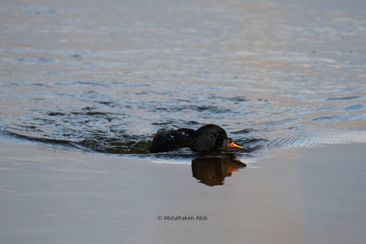 turpan černý - ML616782512