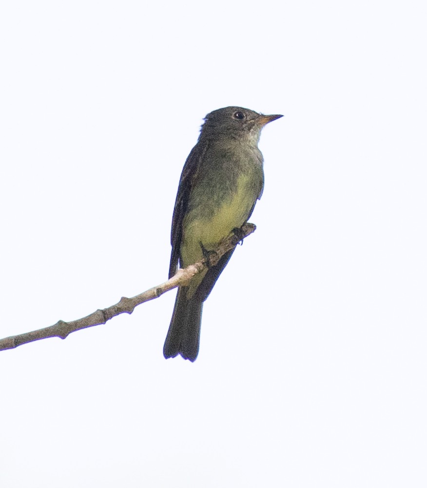 Eastern Wood-Pewee - Carl & Judi Manning