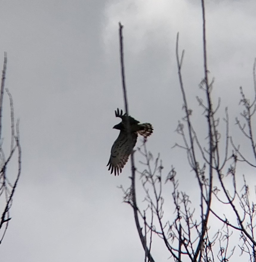 Circaète Jean-le-Blanc - ML616782548