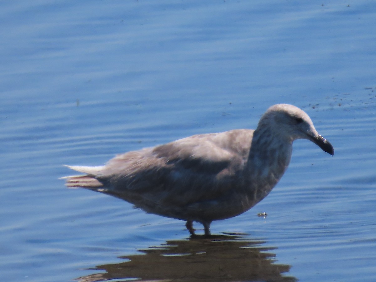 Glaucous-winged Gull - Jan Gaffney