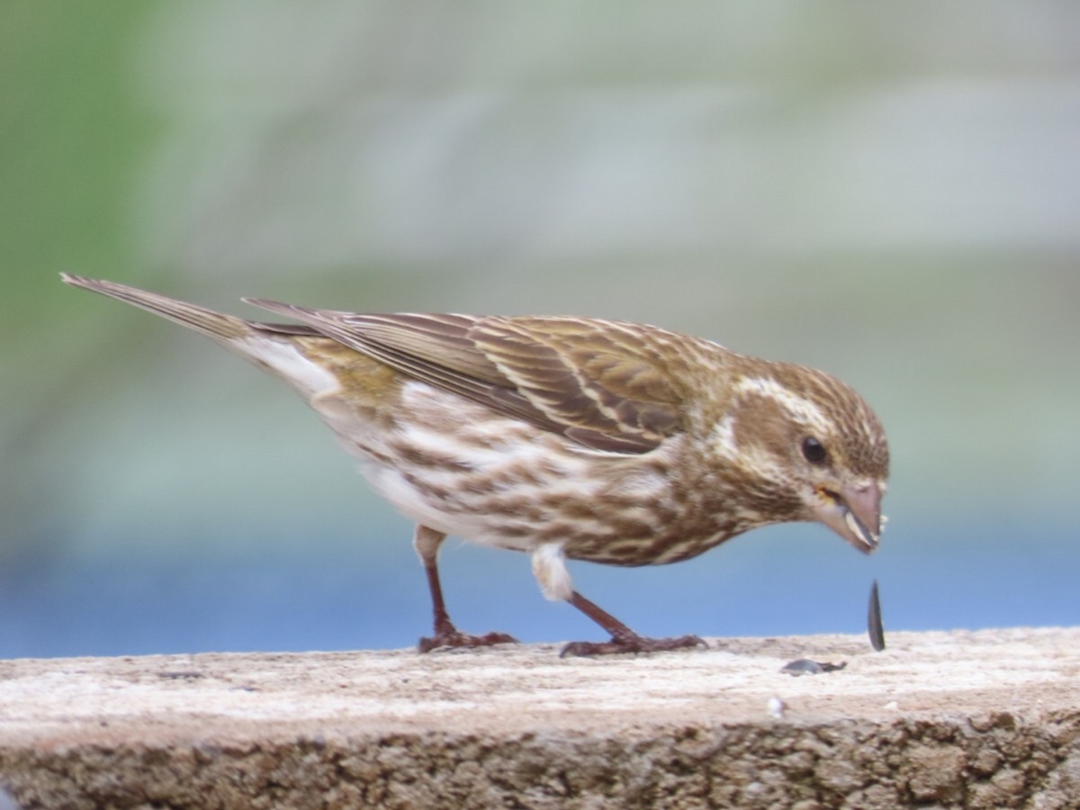 Purple Finch - ML616782572