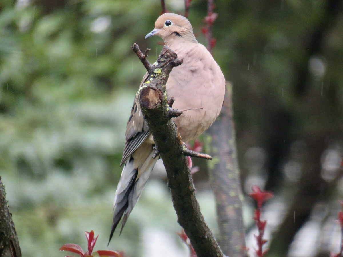 Mourning Dove - ML616782577