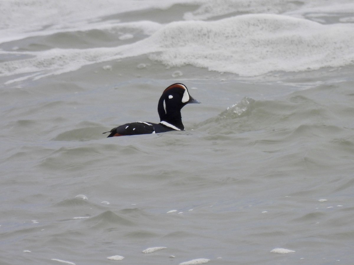 Harlequin Duck - Laurie Miraglia