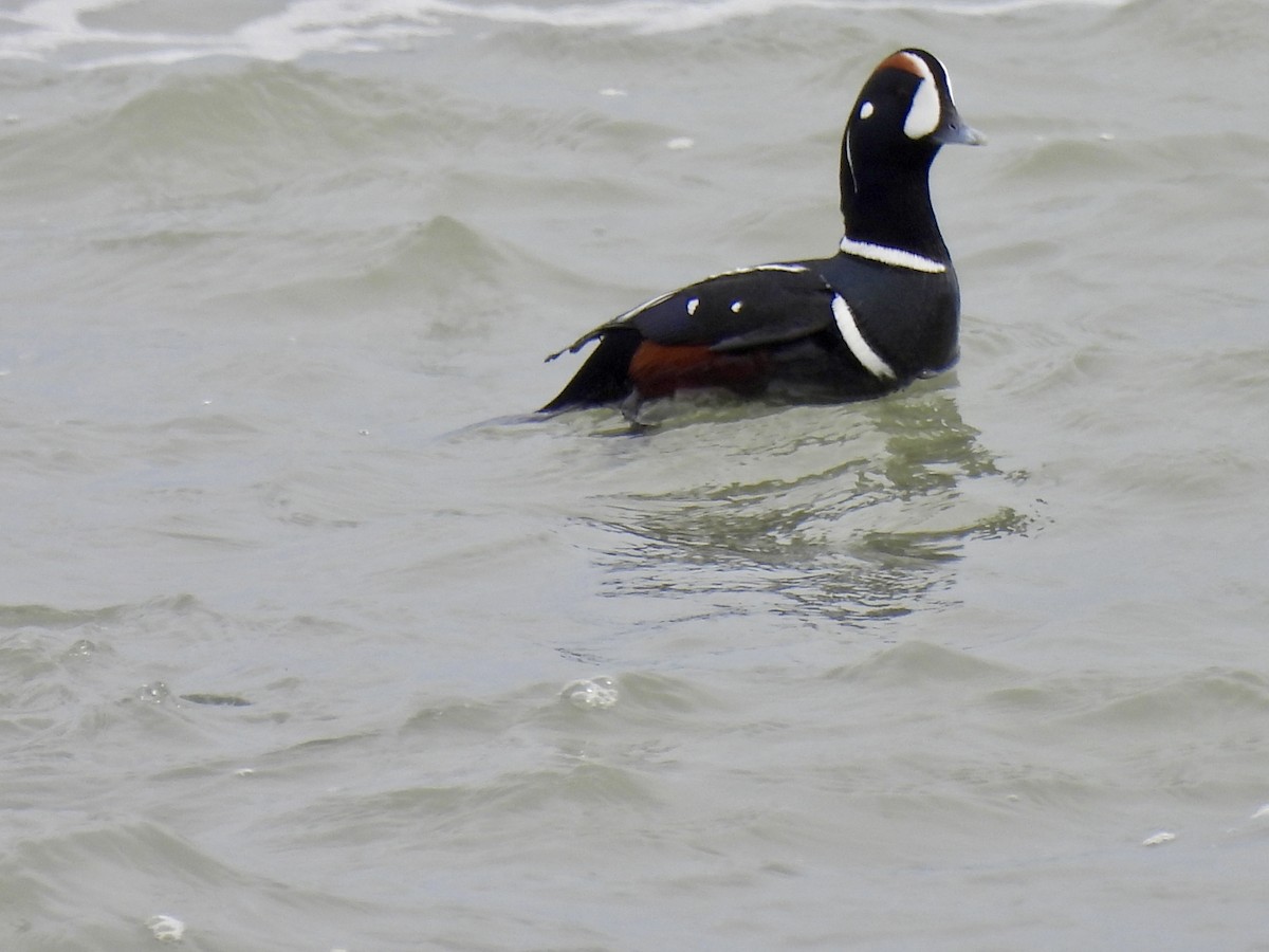 Harlequin Duck - Laurie Miraglia