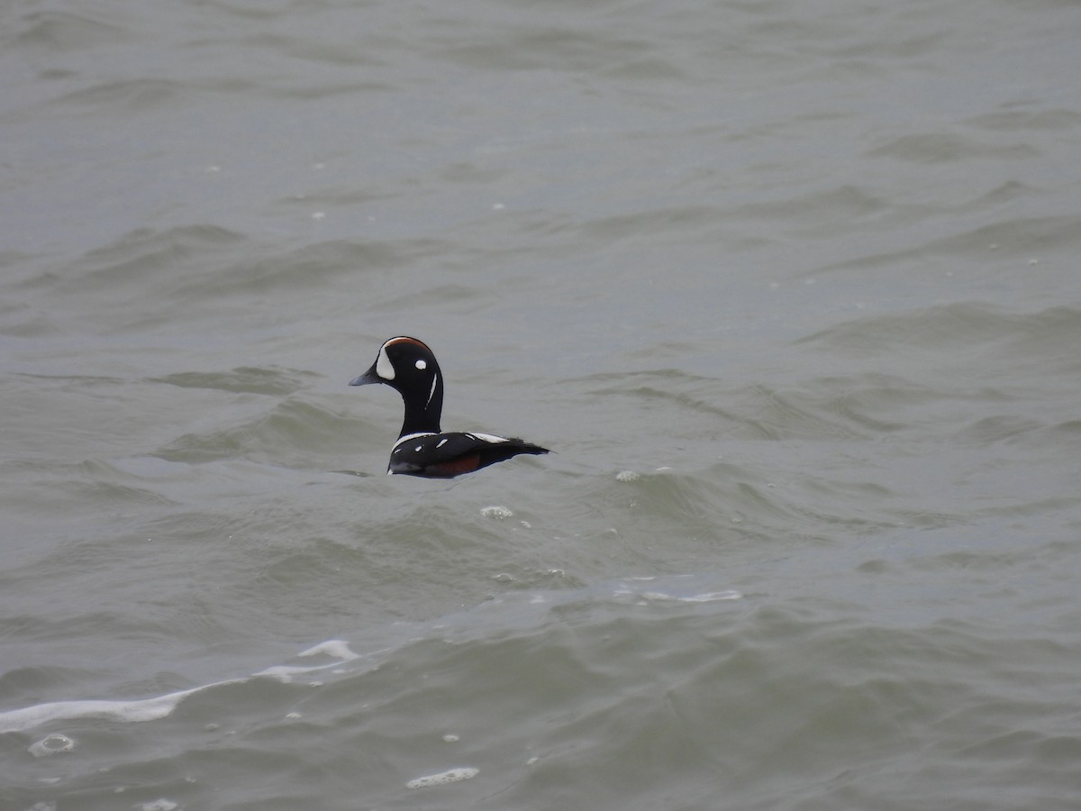 Harlequin Duck - ML616782587