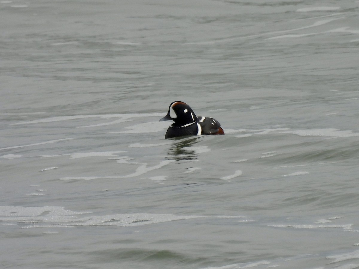 Harlequin Duck - Laurie Miraglia