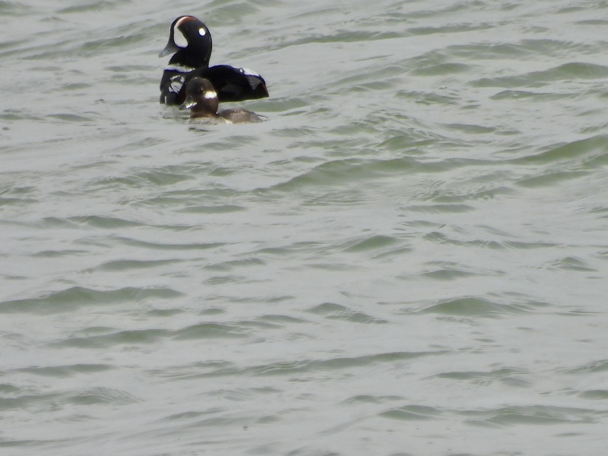 Harlequin Duck - ML616782589