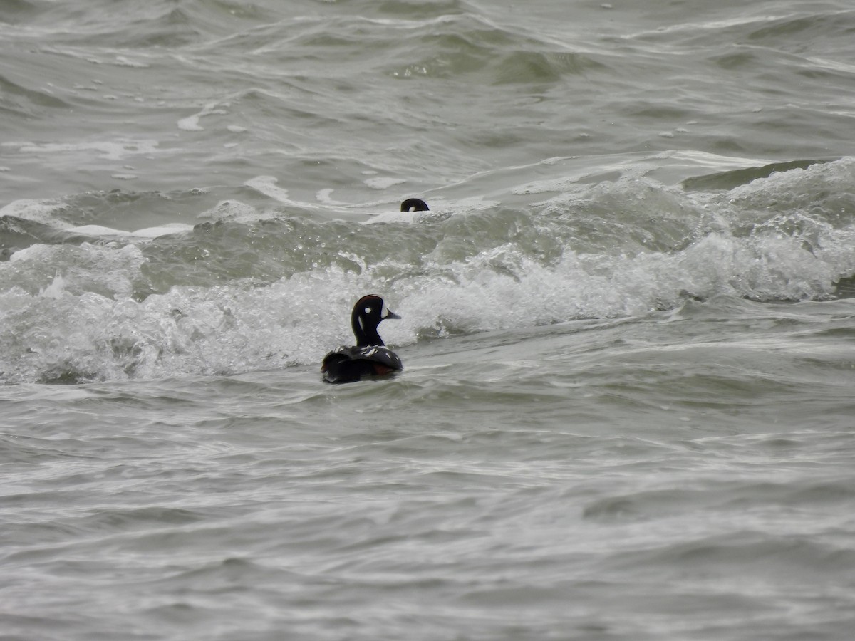 Harlequin Duck - Laurie Miraglia