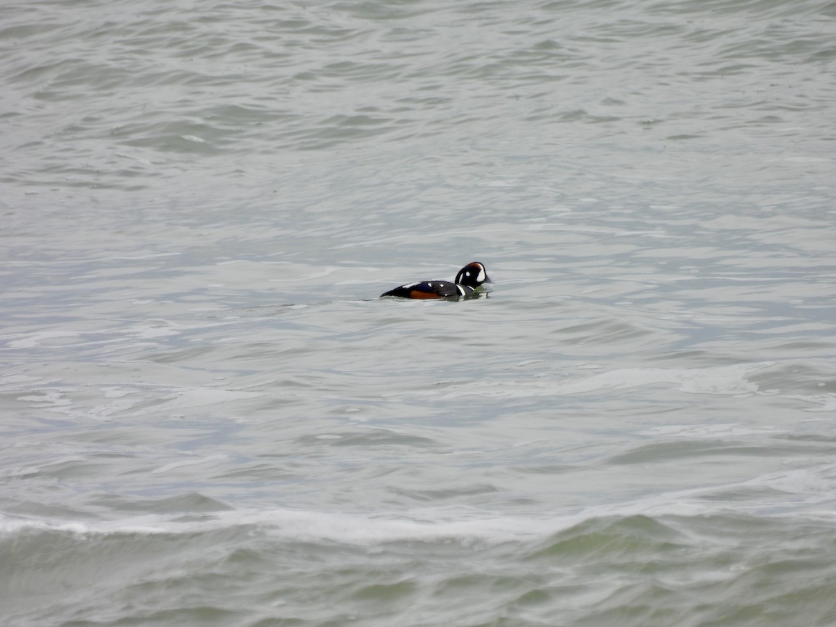 Harlequin Duck - ML616782591