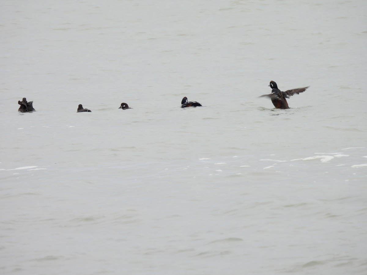 Harlequin Duck - ML616782595