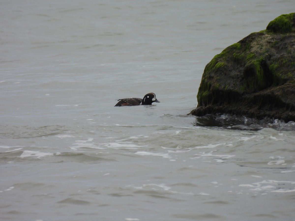 Harlequin Duck - ML616782599