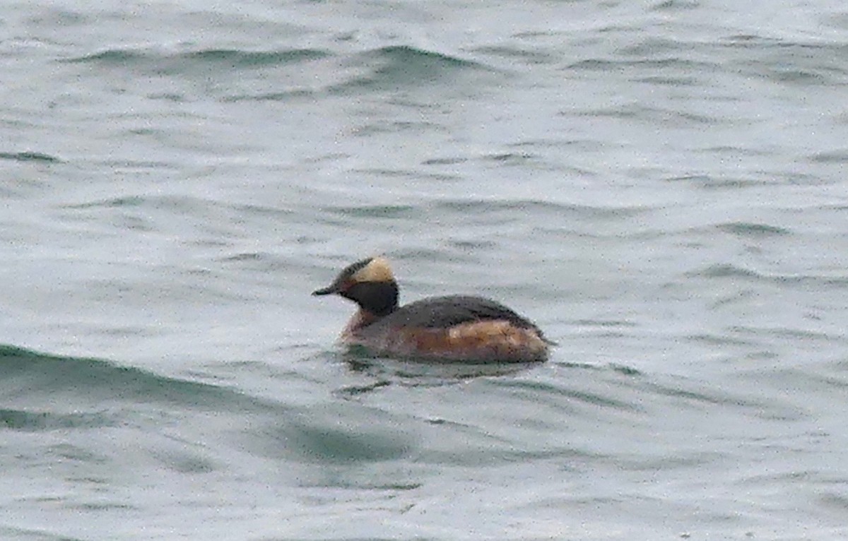 Horned Grebe - ML616782650