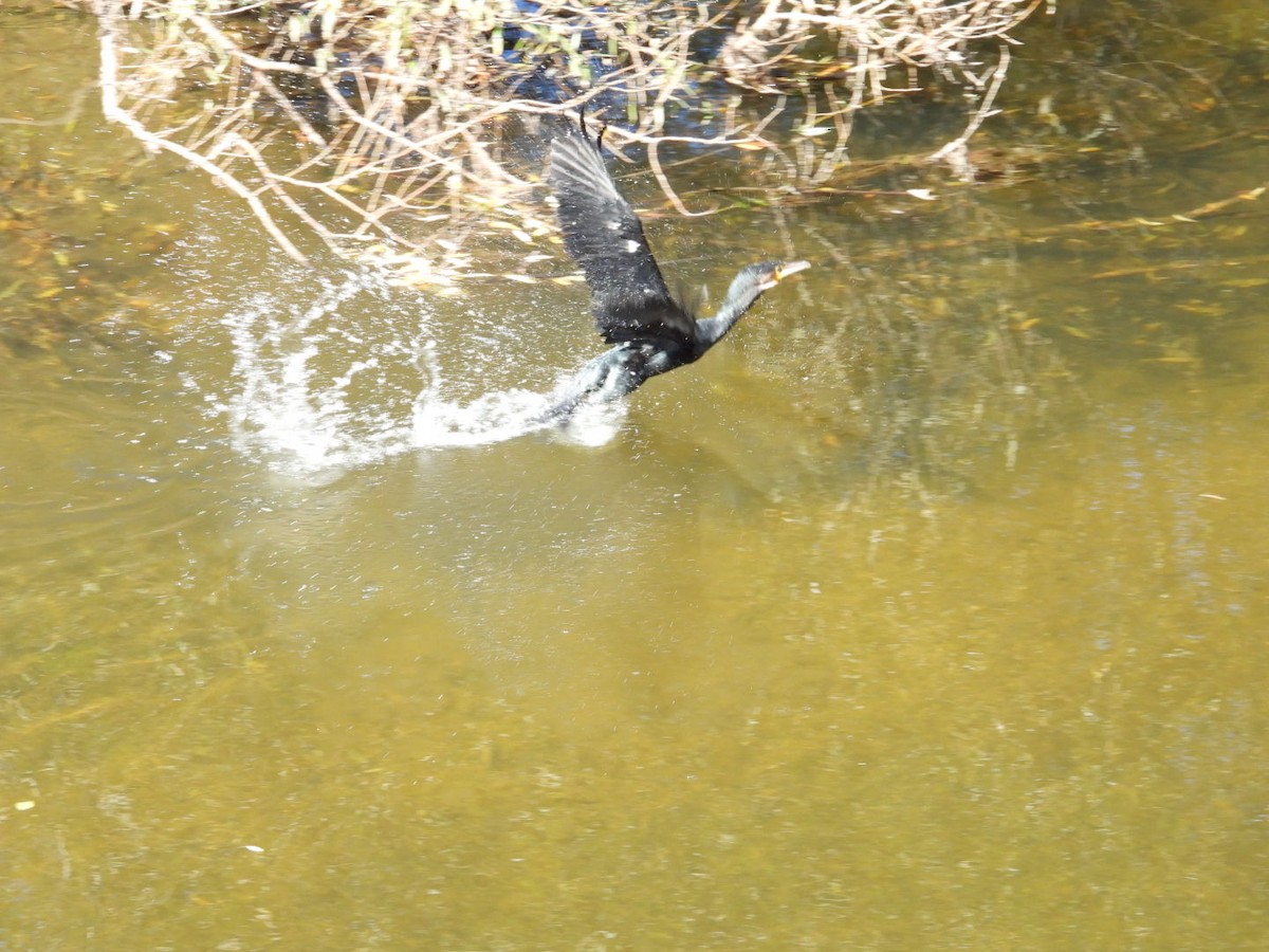 Great Cormorant - Paul Cuming