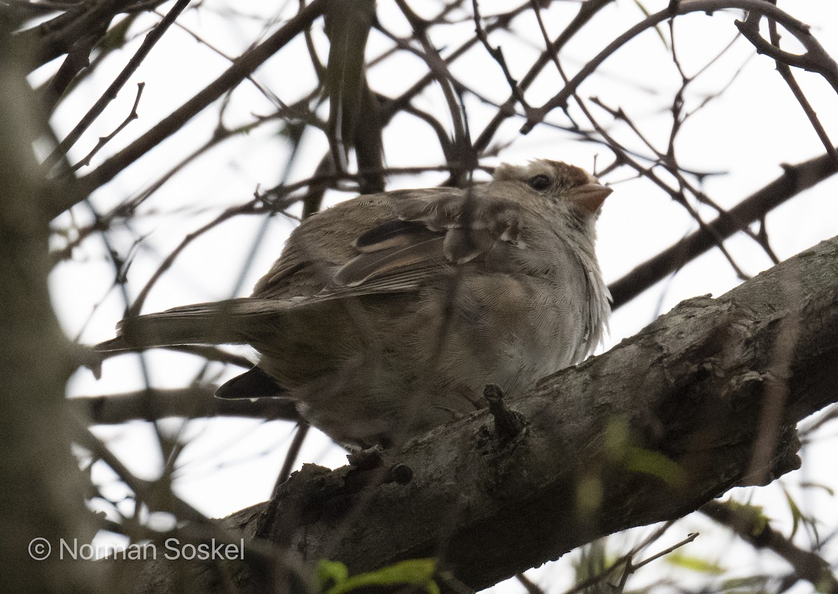 White-crowned Sparrow - Norman Soskel