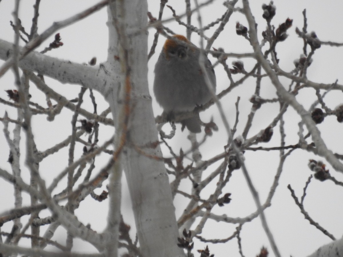 Pine Grosbeak - ML616782694