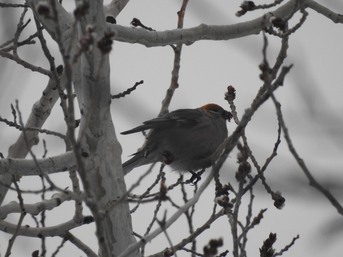 Pine Grosbeak - ML616782695