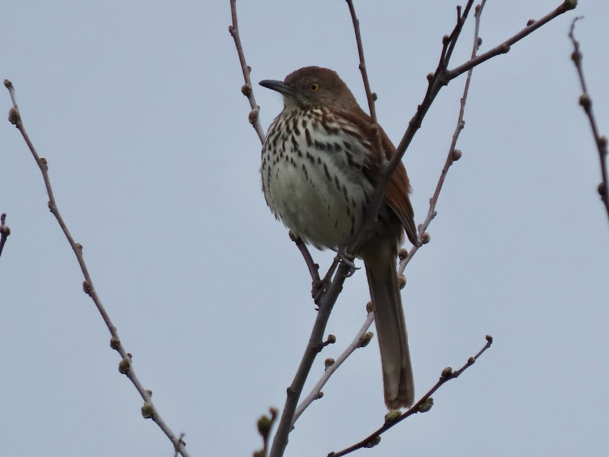 Brown Thrasher - Gerry Hawkins