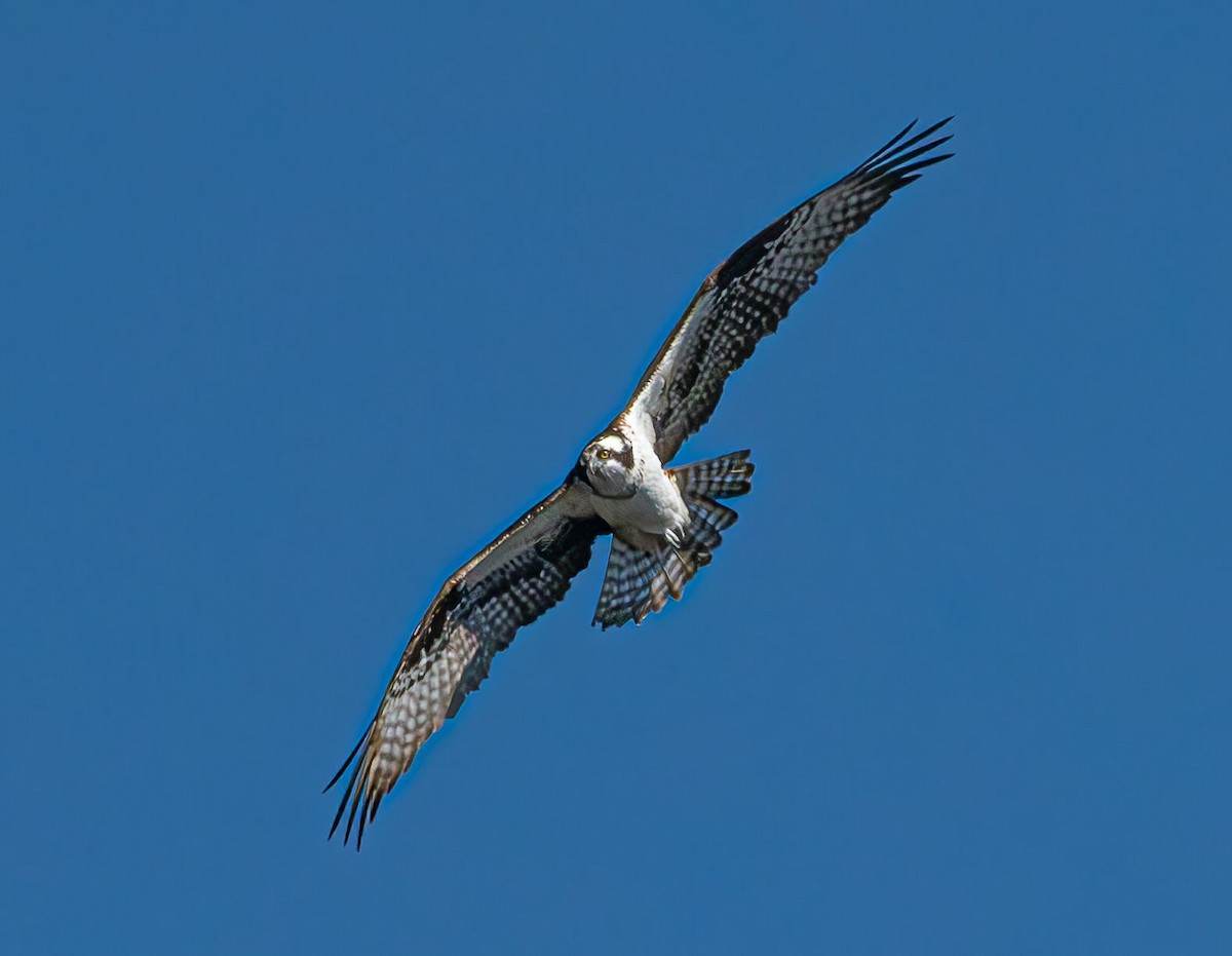 Balbuzard pêcheur - ML616782709